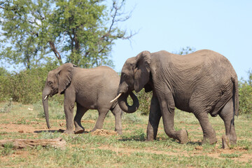 Afrikanischer Elefant / African elephant / Loxodonta africana