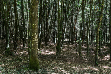 Creative lightplay of sun through the woods around Burg Reuland, East Belgium