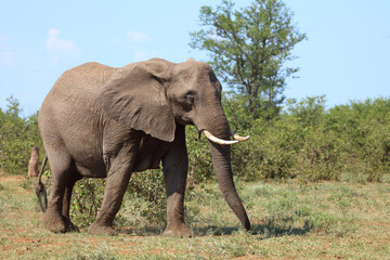 Obraz premium Afrikanischer Elefant / African elephant / Loxodonta africana