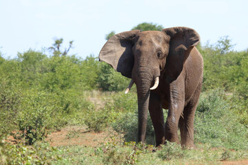 Afrikanischer Elefant / African elephant / Loxodonta africana