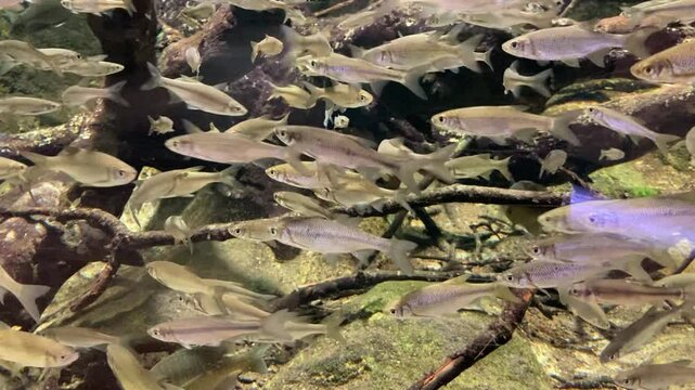 abundant amount of pan fish swimming in tank