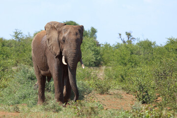 Obraz premium Afrikanischer Elefant / African elephant / Loxodonta africana