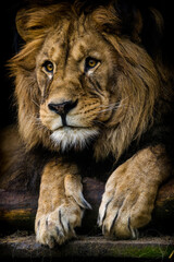 Barbary lion portrait from the zoo