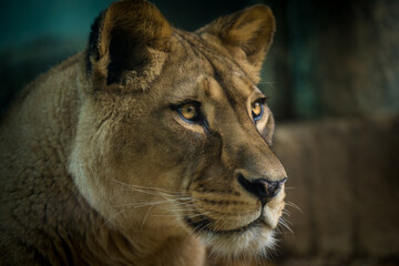 Obraz premium Barbary lion portrait from the zoo
