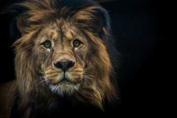 Barbary lion portrait from the zoo