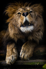 Barbary lion portrait from the zoo