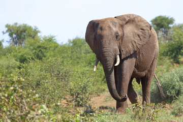 Fototapeta premium Afrikanischer Elefant / African elephant / Loxodonta africana