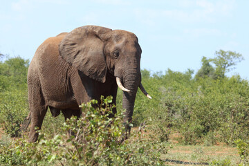 Afrikanischer Elefant / African elephant / Loxodonta africana