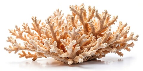 Pale Coral Specimen on White Background