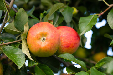 Ripe red apples growing on the tree, healthy fruits on platation, harvest in summer or autumn,...