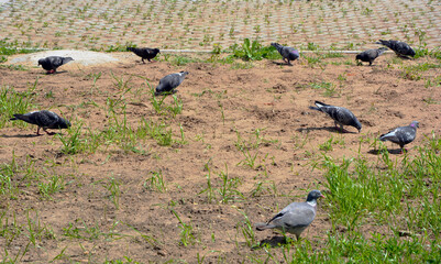 Fototapeta premium The pigeons eat the grass seed on the freshly sown lawn.