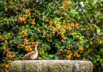 Robin feeding in a garden