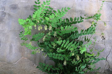 The medicinal plant astragalus has bloomed magnificently in the garden.