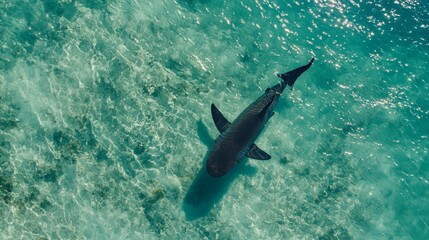 Fototapeta premium Majestic Shark Swimming Gracefully Over Crystal Clear Waters