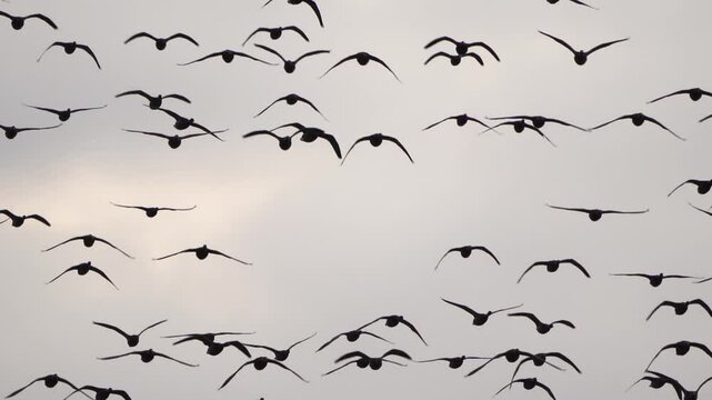 A swarm of brants or brent geese (Branta bernicla) flying above me - slow motion