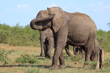 Obraz premium Afrikanischer Elefant / African elephant / Loxodonta africana