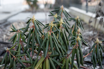 Evergreen rhododendron plant in frosty winter day. Drooping and curled rhododendron leaves during cold winter temperatures as protective behavior to keep water from evaporating out of leaves