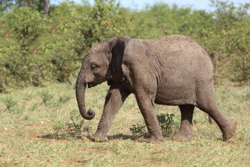Obraz premium Afrikanischer Elefant / African elephant / Loxodonta africana