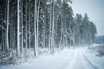 winter forest landscape with snow