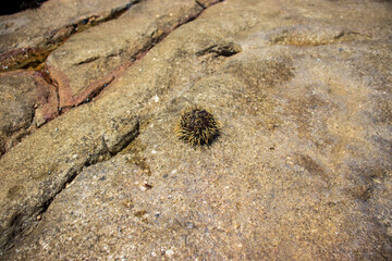 Sea urchin outside of the sea water 