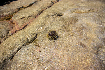 Sea urchin outside of the sea water 