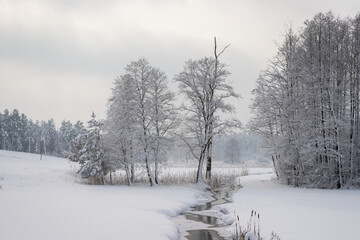 winter forest landscape with snow