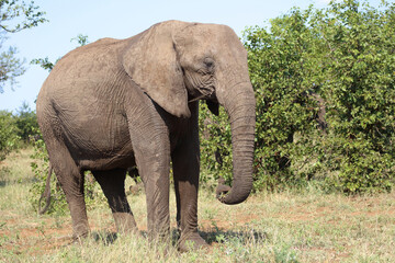 Fototapeta premium Afrikanischer Elefant / African elephant / Loxodonta africana