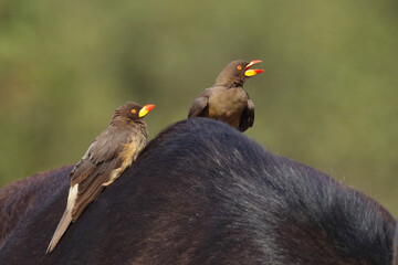 Gelbschnabel-Madenhacker / Yellow-billed oxpecker / Buphagus africanus