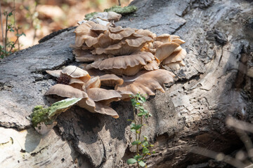 Closeup of Fungus on Fallen Tree