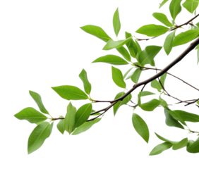 PNG Green leaf tree backgrounds.