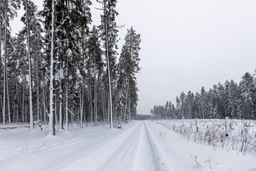 winter forest landscape with snow
