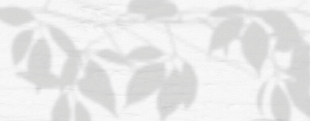 Glare from the sun's rays on the wall. Blurred shadows from leaves and plants in the room. Soft overlay of natural light. Abstract background for product presentation.Natural light layout.