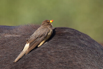 Gelbschnabel-Madenhacker / Yellow-billed oxpecker / Buphagus africanus