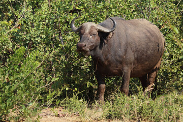 Kaffernb&uuml;ffel / African buffalo / Syncerus caffer