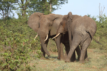 Obraz premium Afrikanischer Elefant / African elephant / Loxodonta africana