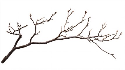 A bare tree branch with intricate twigs, highlighting its natural beauty against a white background.
