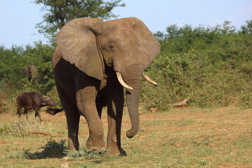 Obraz premium Afrikanischer Elefant / African elephant / Loxodonta africana