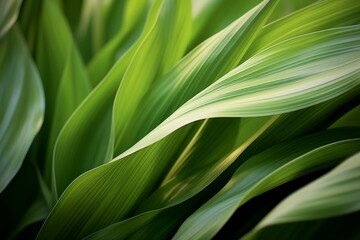 Obraz premium Delicate green leaves intertwine in a mesmerizing pattern, illuminated by gentle natural light