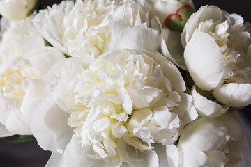 Close up of a white peony bloom. A detailed close-up shot of a white peony flower, showcasing the delicate beautifull petals with soft light. Creamy texture, pastel neutral color, dark background.