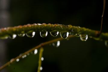Raindrops on green branch reflecting light in dark background