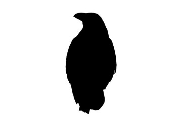 Fototapeta premium Common raven (Corvus corax) resting on a post