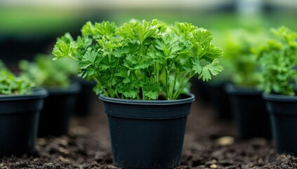 Vibrant Parsley Plants Thriving in Nursery Pots