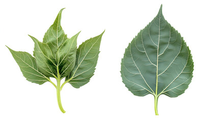Fototapeta premium Green sunflower leaves isolated on white, set