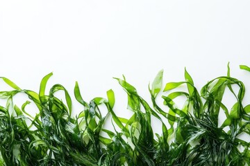 Fototapeta premium fresh green seaweed strands artistically arranged against pure white background, showcasing natural textures and patterns