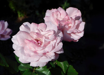 Beautiful Pink Floribunda Rose, Hybrid Tea Rose blooming in dark green background, nature garden, Valentine day or Mother day postcard