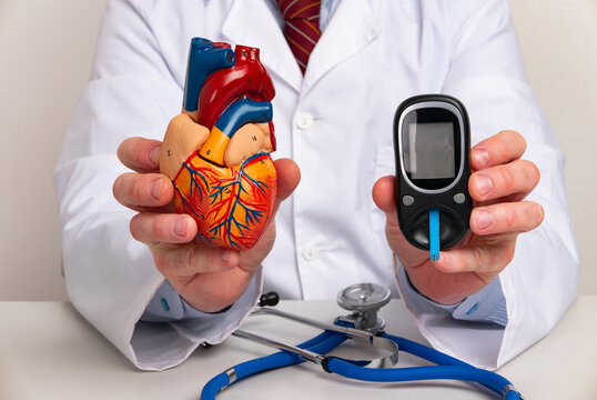 Doctor showing Anatomical model heart and glucometer in office hospital