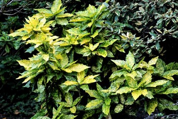green and yellow,colorful leaves of Aucuba Japonica bush.