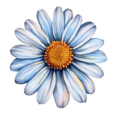 Watercolor daisy isolated on Transparent PNG