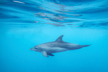 Bottlenose Dolphin swimming gracefully under water