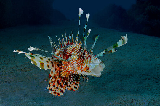 Common lionfish (Pterois miles) in natural underwater habitat